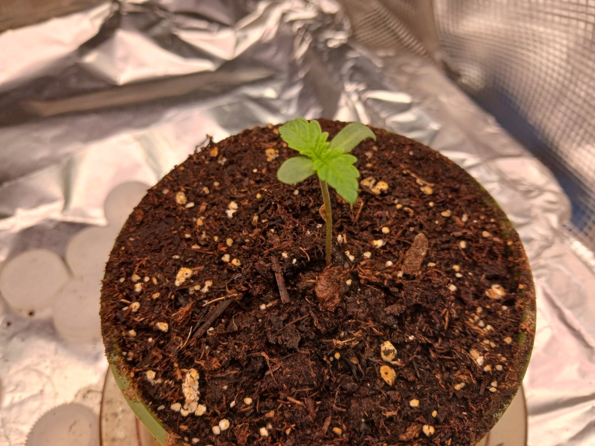 bbs-grow-diaries/blimburnseeds-com/user-52621/ea88531b687dff17