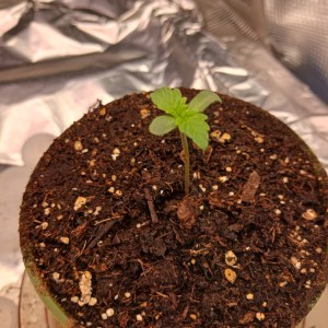 bbs-grow-diaries/blimburnseeds-com/user-52621/ea88531b687dff17