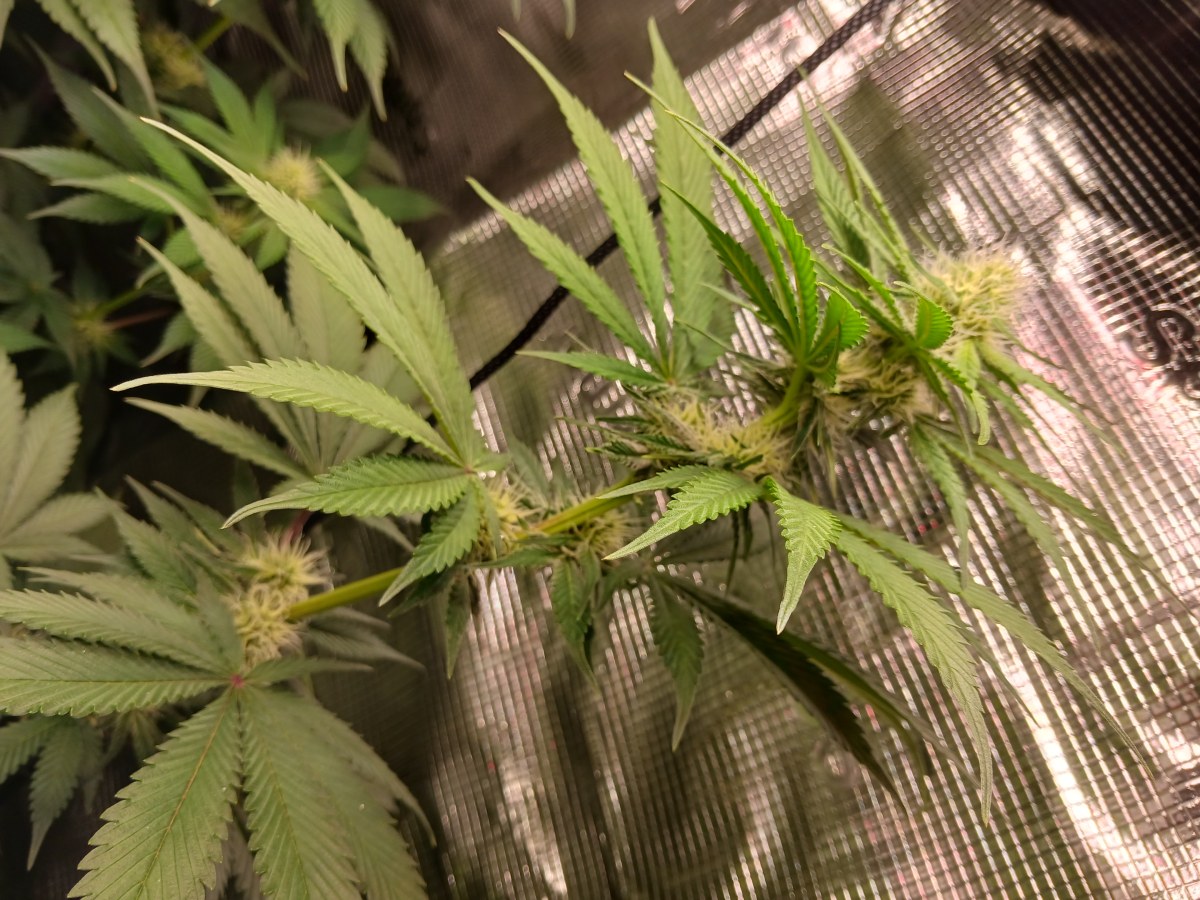 bbs-grow-diaries/blimburnseeds-com/user-52621/f0fa831e90d812b6