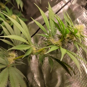 bbs-grow-diaries/blimburnseeds-com/user-52621/f0fa831e90d812b6