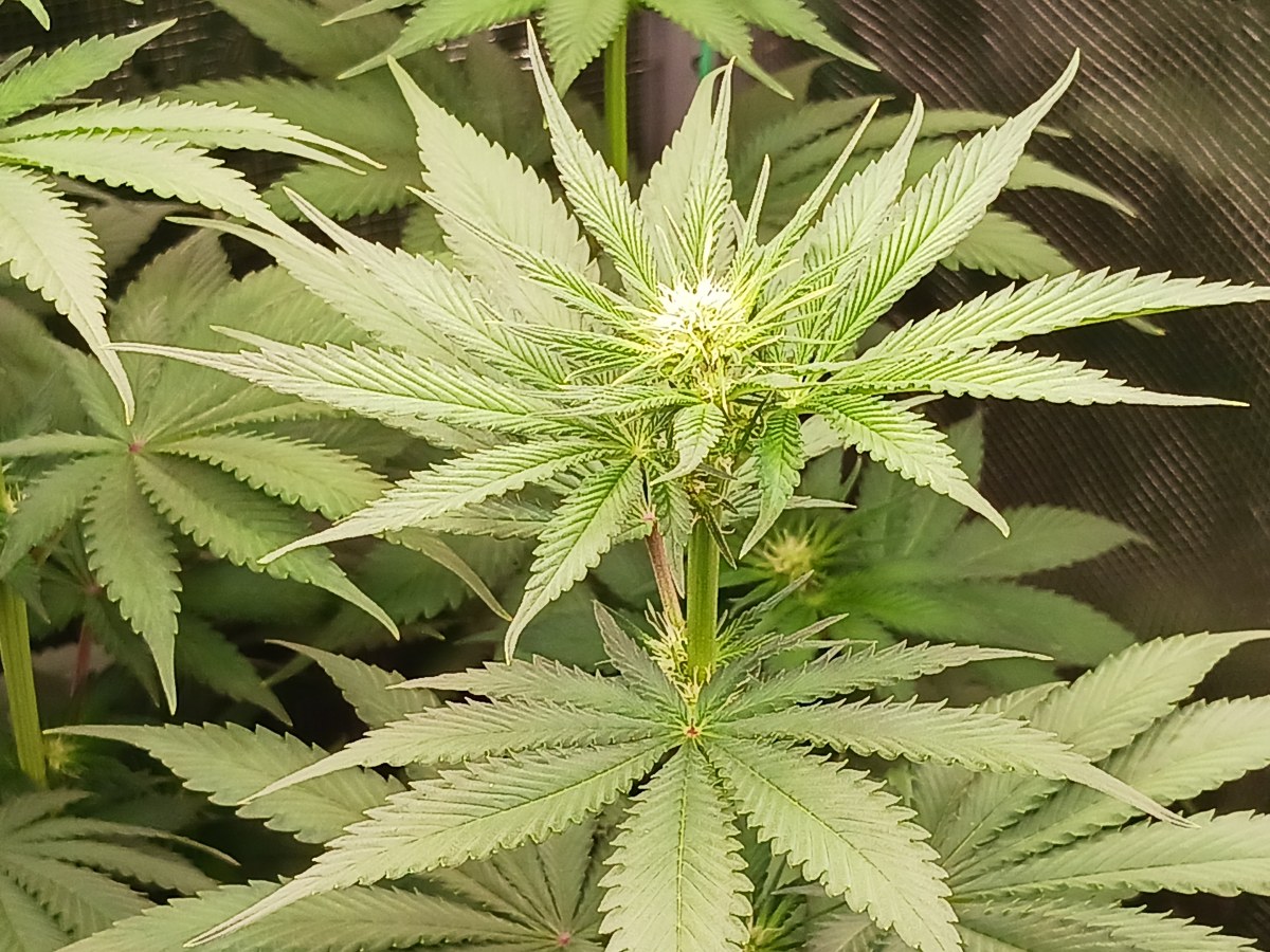bbs-grow-diaries/blimburnseeds-com/user-52621/f396c67db9f3a94c