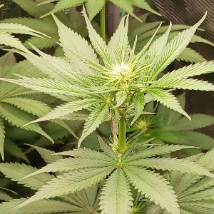 bbs-grow-diaries/blimburnseeds-com/user-52621/f396c67db9f3a94c
