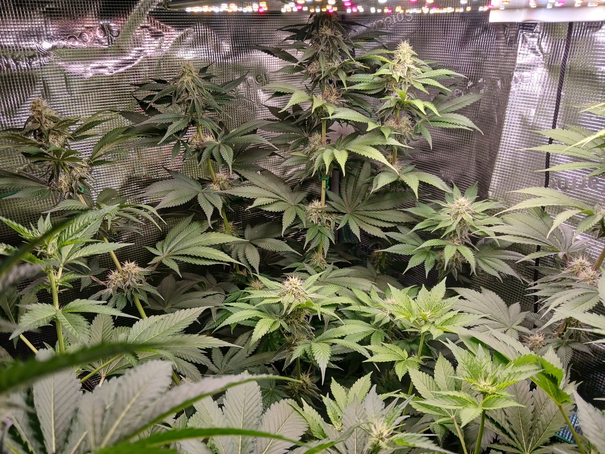 bbs-grow-diaries/blimburnseeds-com/user-52621/f41525a7e3f562cd