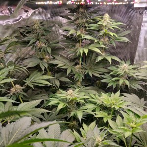 bbs-grow-diaries/blimburnseeds-com/user-52621/f41525a7e3f562cd