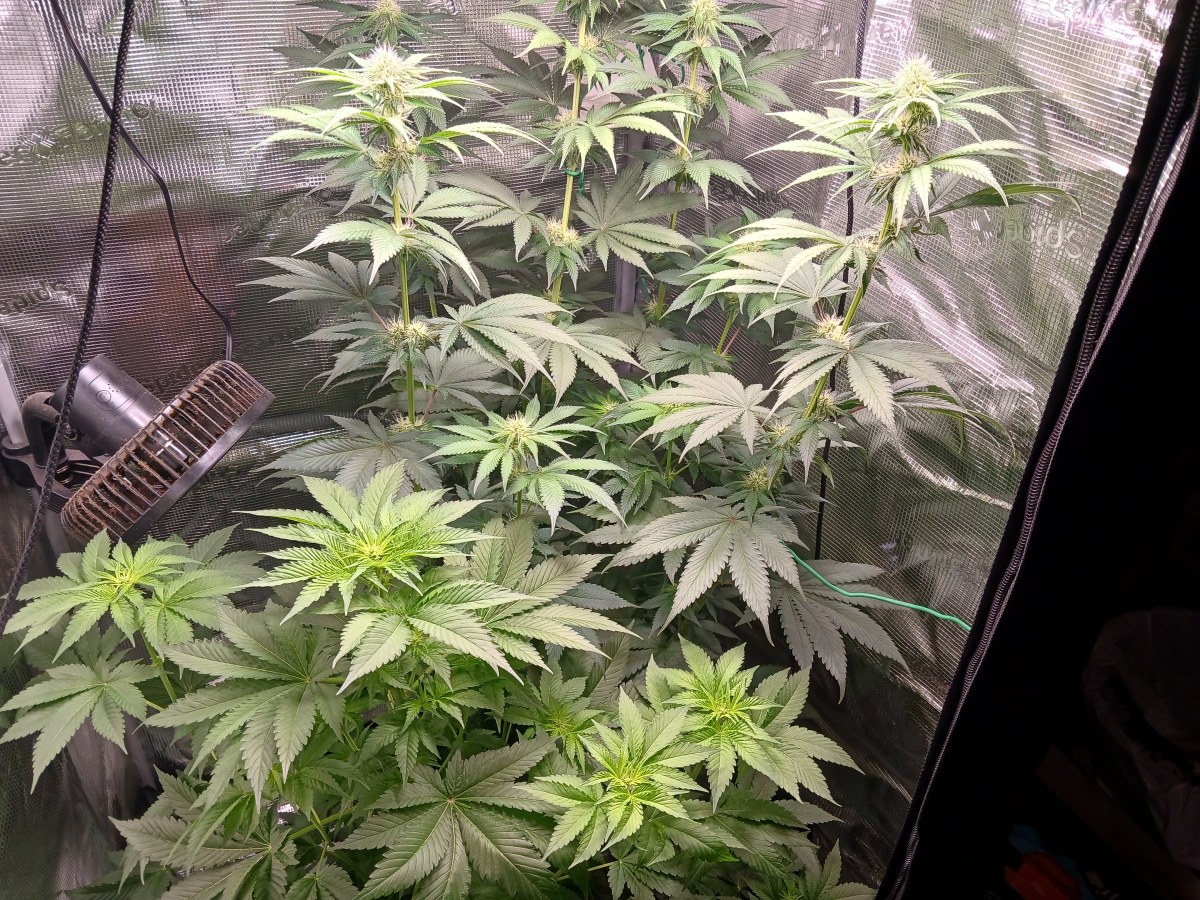 bbs-grow-diaries/blimburnseeds-com/user-52621/f7026772e941bf1a