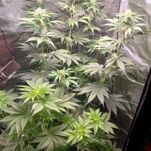 bbs-grow-diaries/blimburnseeds-com/user-52621/f7026772e941bf1a