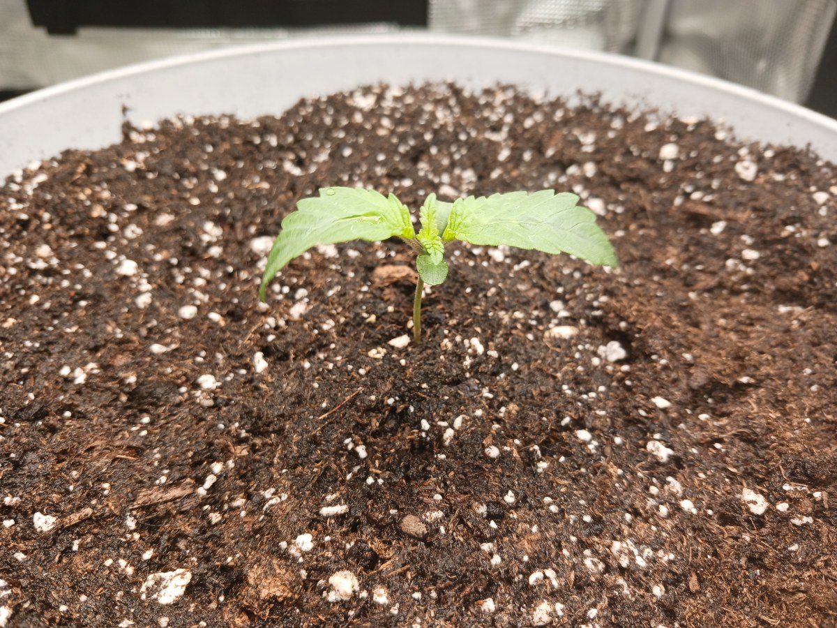 bbs-grow-diaries/blimburnseeds-com/user-52621/f876809ca81458f2
