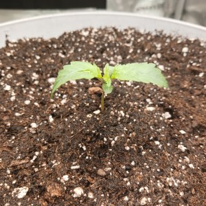 bbs-grow-diaries/blimburnseeds-com/user-52621/f876809ca81458f2
