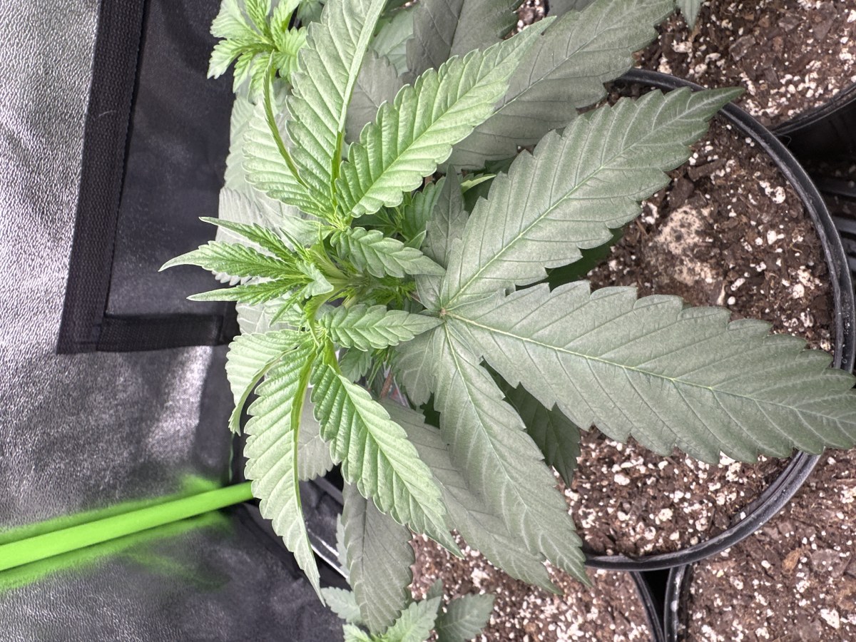 bbs-grow-diaries/blimburnseeds-com/user-52668/0863132ecc2fedef