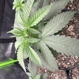 bbs-grow-diaries/blimburnseeds-com/user-52668/0863132ecc2fedef