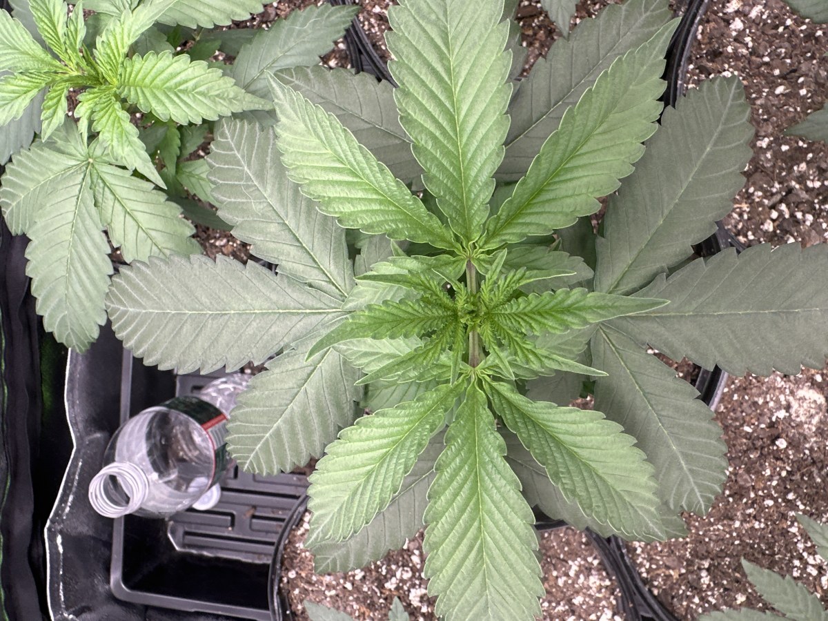 bbs-grow-diaries/blimburnseeds-com/user-52668/154ead3b05a0c4ec