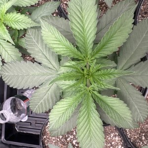 bbs-grow-diaries/blimburnseeds-com/user-52668/154ead3b05a0c4ec