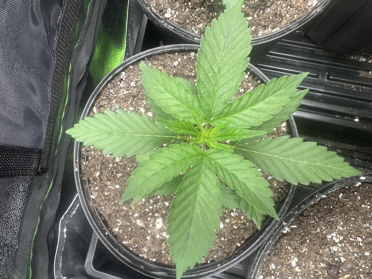 bbs-grow-diaries/blimburnseeds-com/user-52668/31da39dc1adaf795