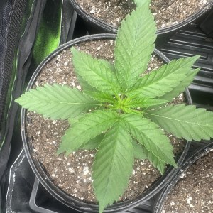 bbs-grow-diaries/blimburnseeds-com/user-52668/31da39dc1adaf795