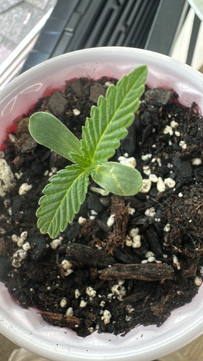 bbs-grow-diaries/blimburnseeds-com/user-52668/6adf7ba9ded12114