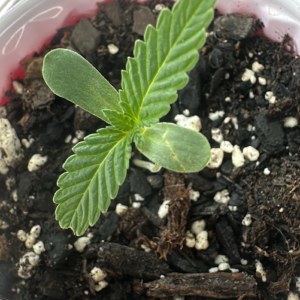 bbs-grow-diaries/blimburnseeds-com/user-52668/6adf7ba9ded12114