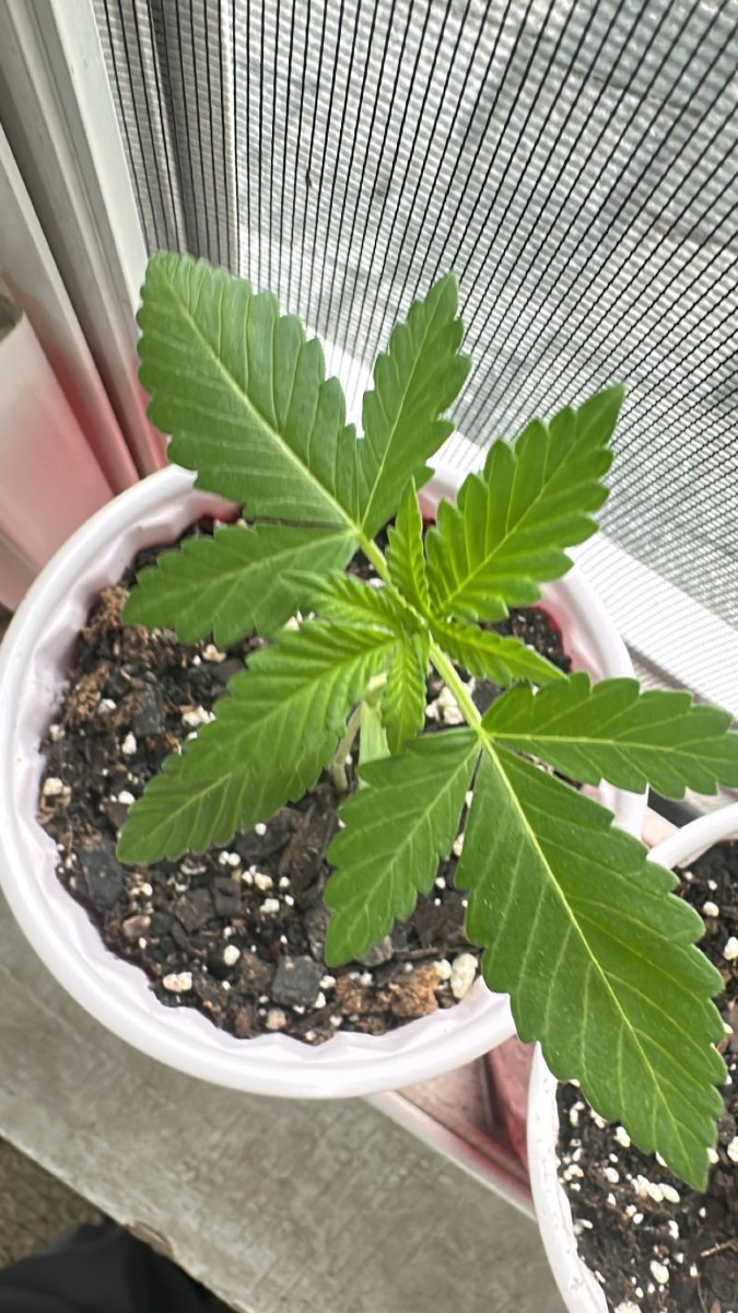 bbs-grow-diaries/blimburnseeds-com/user-52668/ab221e5cdf61451f