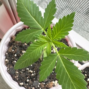bbs-grow-diaries/blimburnseeds-com/user-52668/ab221e5cdf61451f