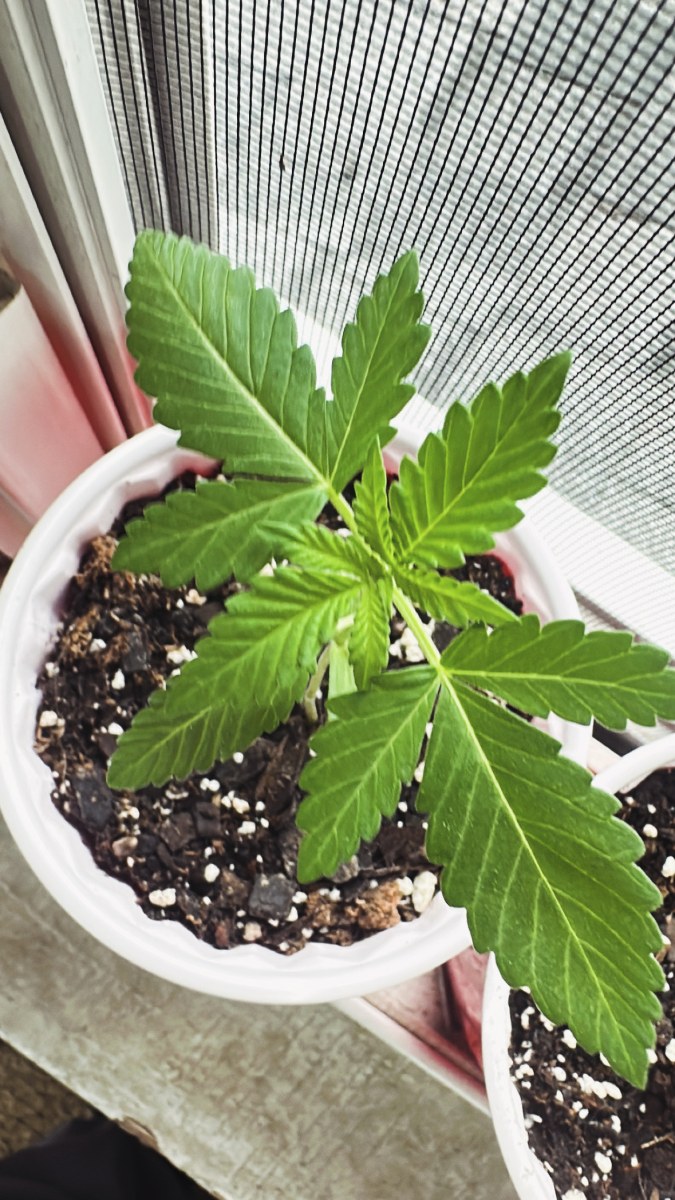 bbs-grow-diaries/blimburnseeds-com/user-52668/b999fdf581d1f3b4