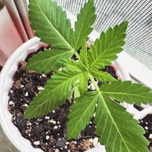 bbs-grow-diaries/blimburnseeds-com/user-52668/b999fdf581d1f3b4