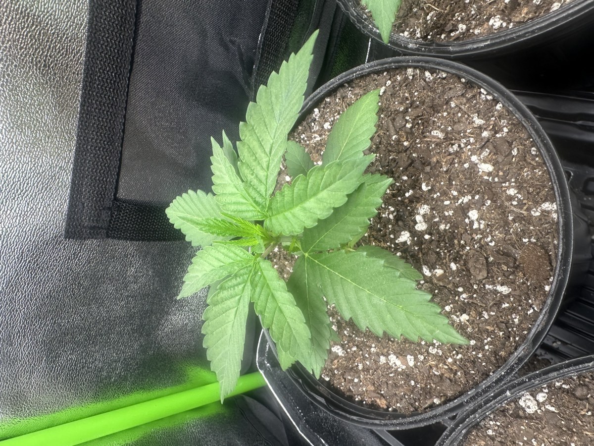 bbs-grow-diaries/blimburnseeds-com/user-52668/e47a07fc7dbacf37