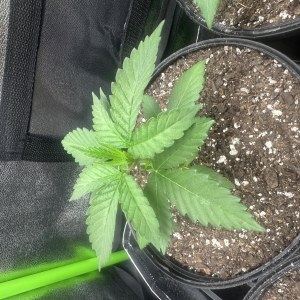 bbs-grow-diaries/blimburnseeds-com/user-52668/e47a07fc7dbacf37