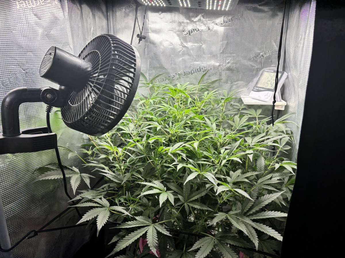 bbs-grow-diaries/blimburnseeds-com/user-52849/1116a58fe97d5f29