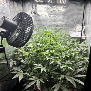 bbs-grow-diaries/blimburnseeds-com/user-52849/1116a58fe97d5f29
