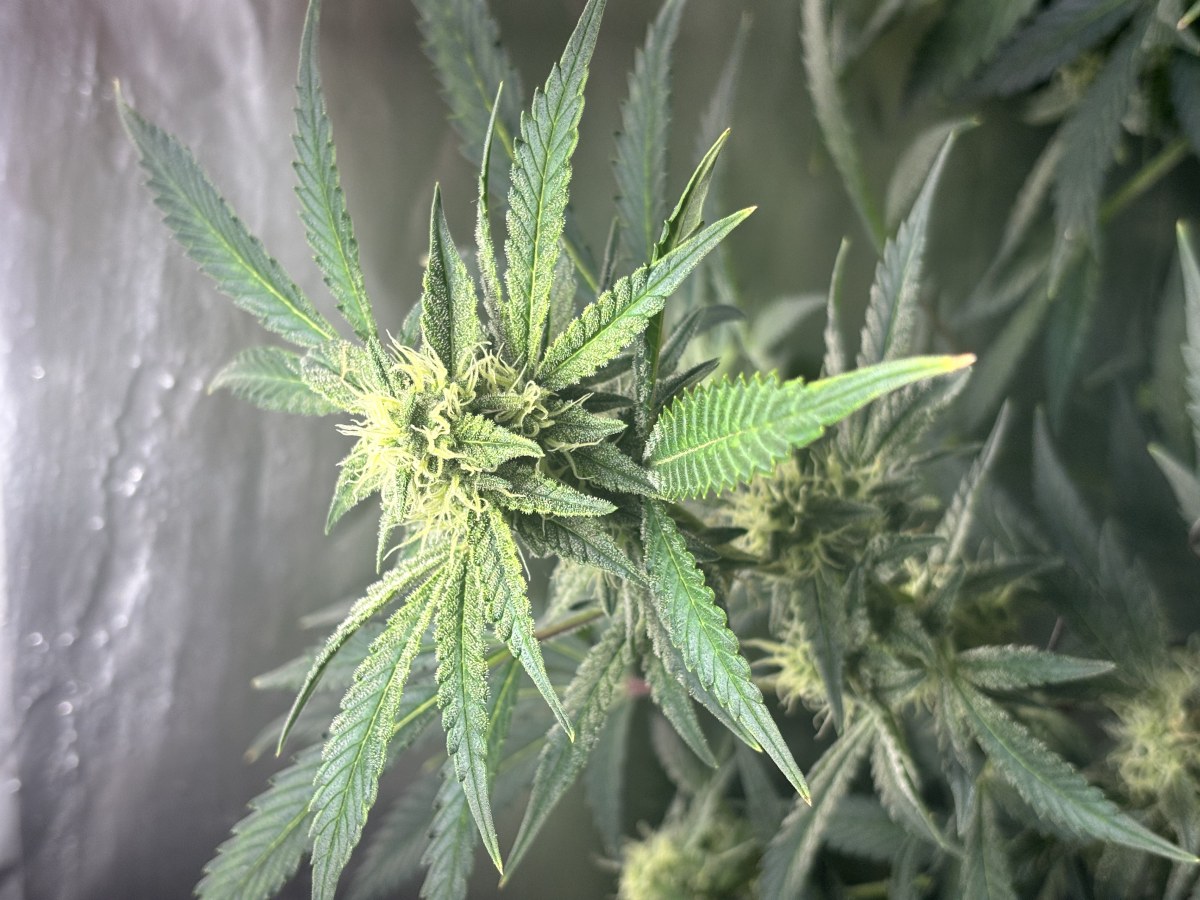bbs-grow-diaries/blimburnseeds-com/user-52849/127ac70b3a8eecef