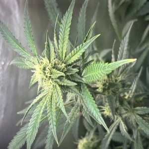 bbs-grow-diaries/blimburnseeds-com/user-52849/127ac70b3a8eecef