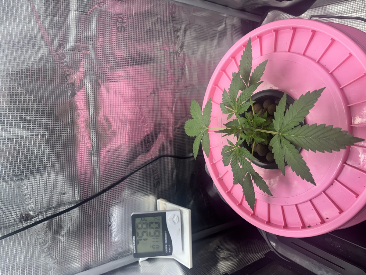 bbs-grow-diaries/blimburnseeds-com/user-52849/1283dcd8f78c8a89