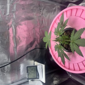 bbs-grow-diaries/blimburnseeds-com/user-52849/1283dcd8f78c8a89