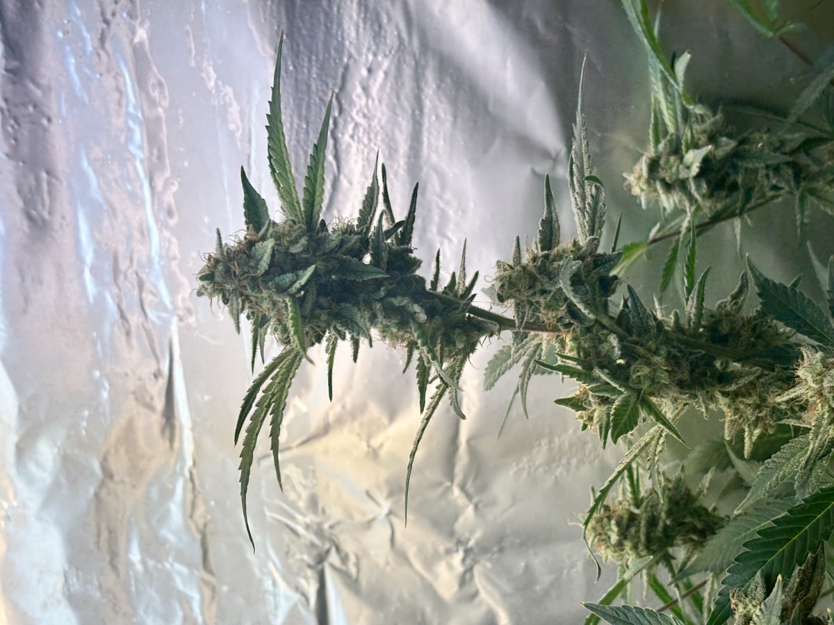 bbs-grow-diaries/blimburnseeds-com/user-52849/1dbba489c5c2ed68