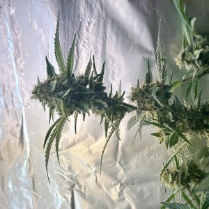 bbs-grow-diaries/blimburnseeds-com/user-52849/1dbba489c5c2ed68
