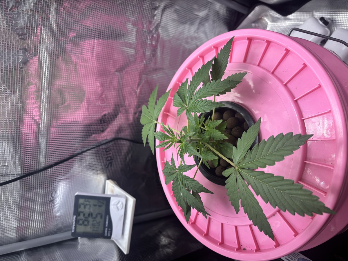 bbs-grow-diaries/blimburnseeds-com/user-52849/457162950025bdf5