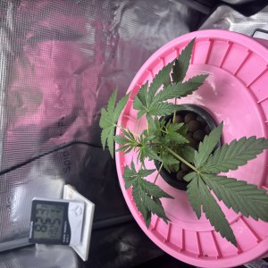 bbs-grow-diaries/blimburnseeds-com/user-52849/457162950025bdf5