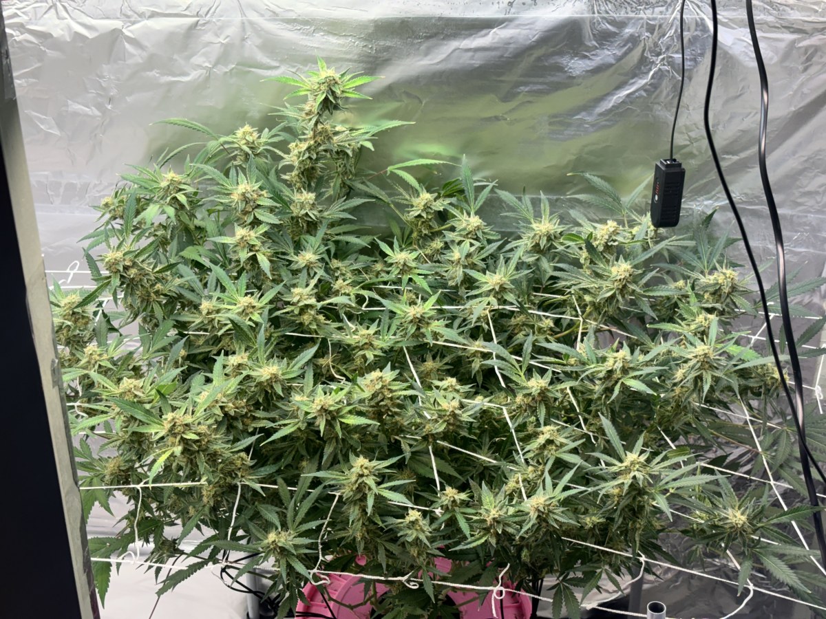 bbs-grow-diaries/blimburnseeds-com/user-52849/473a310855212777