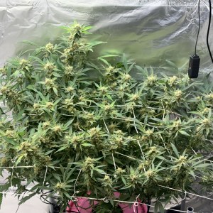 bbs-grow-diaries/blimburnseeds-com/user-52849/473a310855212777