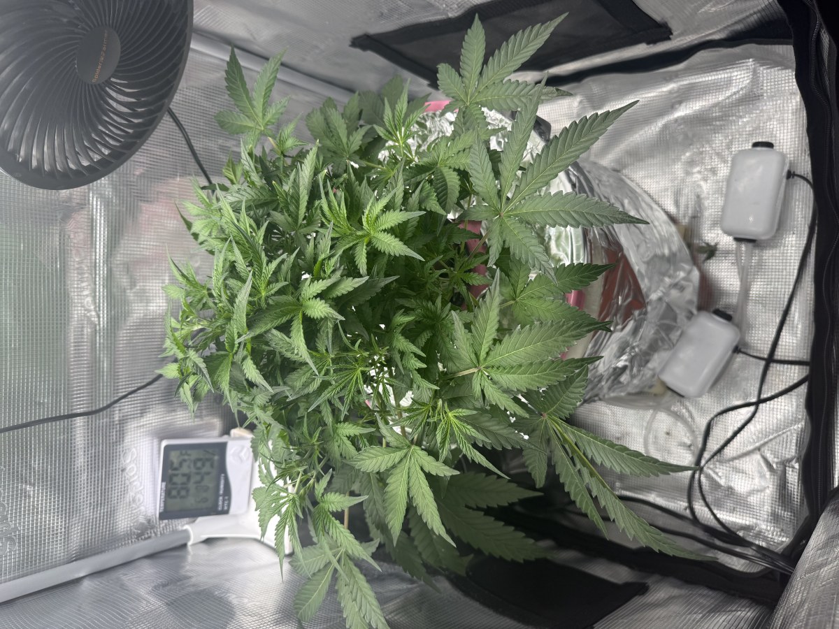bbs-grow-diaries/blimburnseeds-com/user-52849/48d3201c59d7c9cf