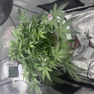 bbs-grow-diaries/blimburnseeds-com/user-52849/48d3201c59d7c9cf