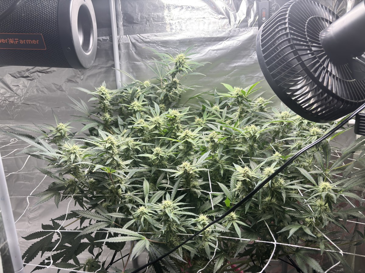 bbs-grow-diaries/blimburnseeds-com/user-52849/71e688627938df6a