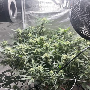 bbs-grow-diaries/blimburnseeds-com/user-52849/71e688627938df6a