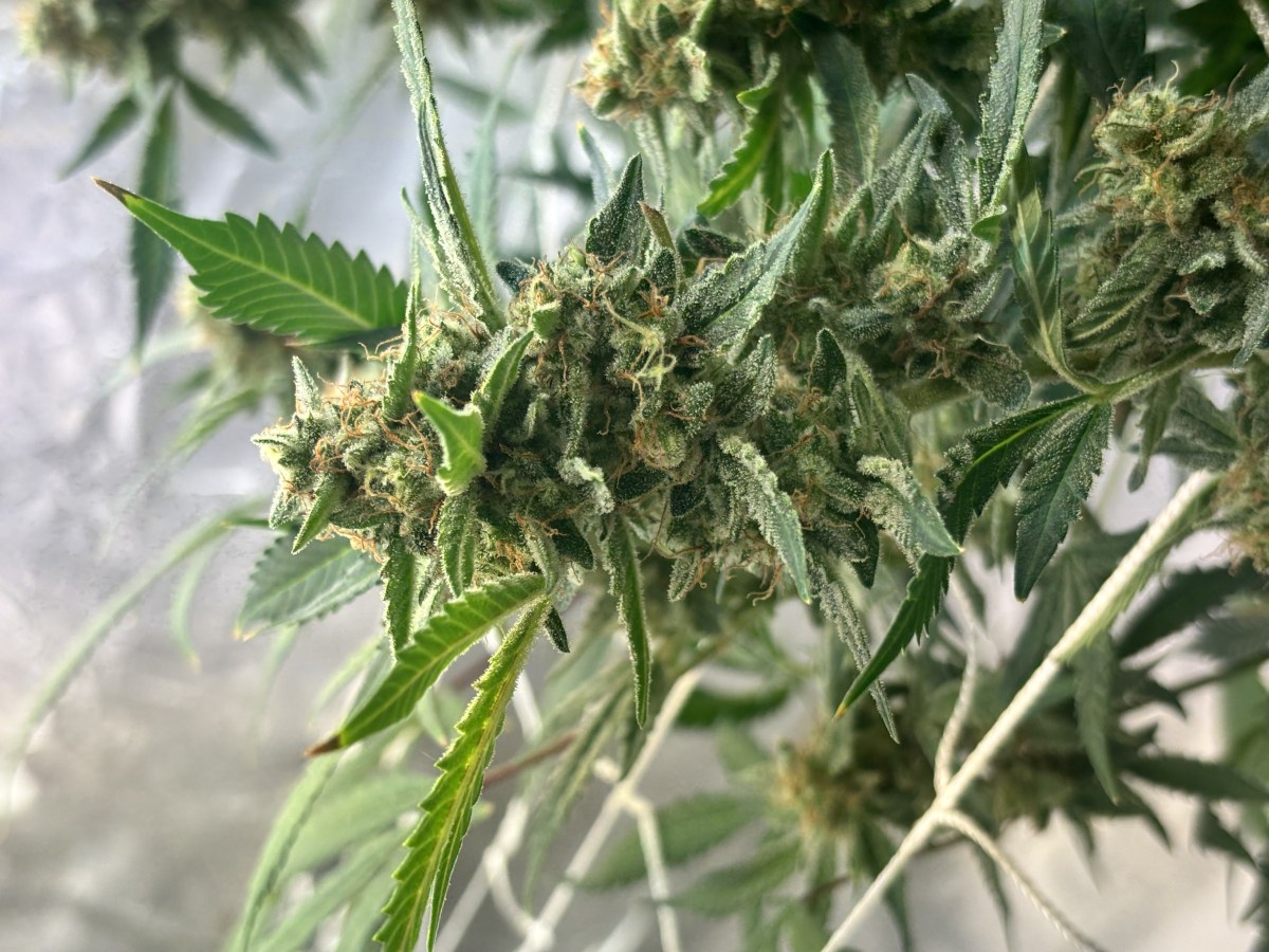 bbs-grow-diaries/blimburnseeds-com/user-52849/7c53fb7f66a23b1c