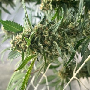 bbs-grow-diaries/blimburnseeds-com/user-52849/7c53fb7f66a23b1c