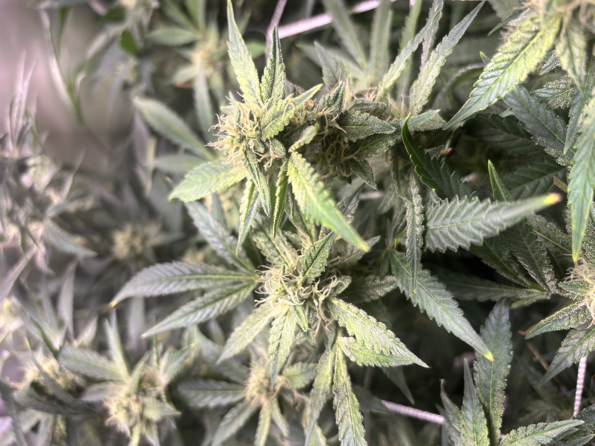 bbs-grow-diaries/blimburnseeds-com/user-52849/8d8ace91d7247ce3