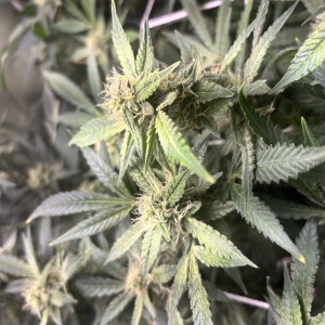 bbs-grow-diaries/blimburnseeds-com/user-52849/8d8ace91d7247ce3
