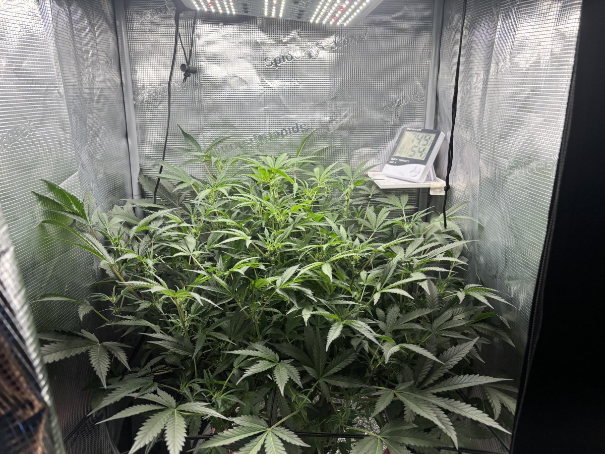 bbs-grow-diaries/blimburnseeds-com/user-52849/c1c7ab5cb49de4f5