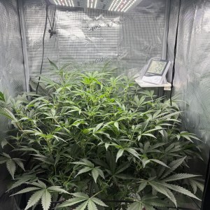 bbs-grow-diaries/blimburnseeds-com/user-52849/c1c7ab5cb49de4f5