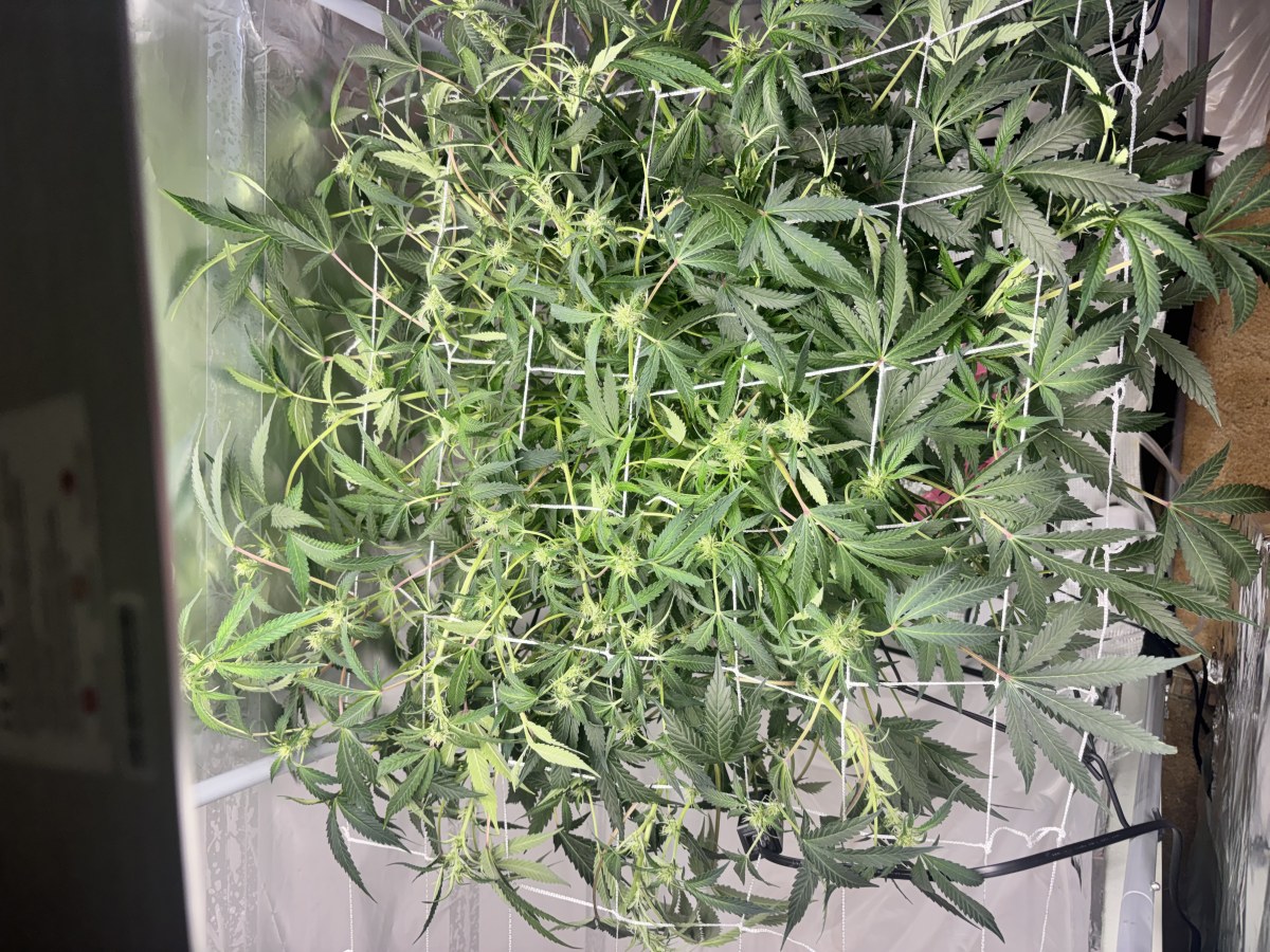 bbs-grow-diaries/blimburnseeds-com/user-52849/cecf3d78a6f4a10d