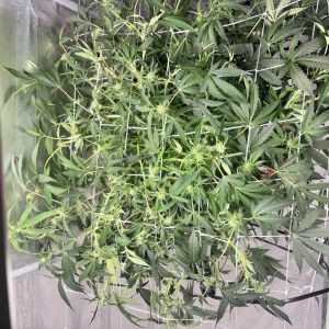 bbs-grow-diaries/blimburnseeds-com/user-52849/cecf3d78a6f4a10d